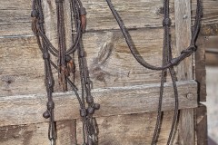 Hoof-Prints-of-the-Past-15